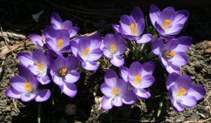 Crocus flowers