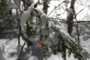 Snowy Branch