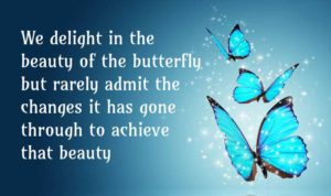 Butterfly - Beauty